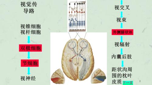 视觉传导通路课件