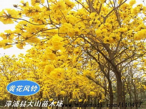 黄花风铃木