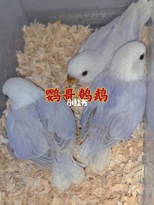 高纯紫伊莎#手养鹦鹉 #手养牡丹鹦鹉 #牡丹鹦鹉_鹦鹉