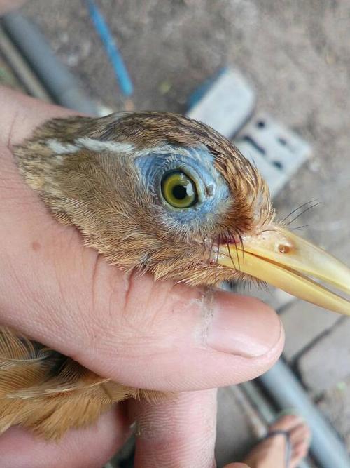 这只黄色眼睛的画眉鸟好不好?