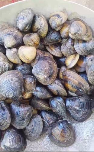 蚬子,,大货,货大,黄沙蚬有点发黑