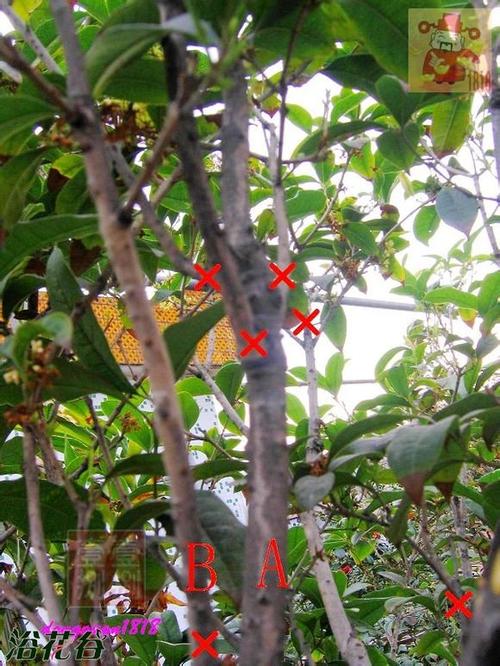 盆栽桂花树修剪图片