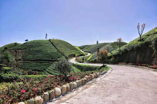 春季的鹤峰县走马镇木耳山茶园,漫山遍野的绿色映入眼帘,微风吹拂