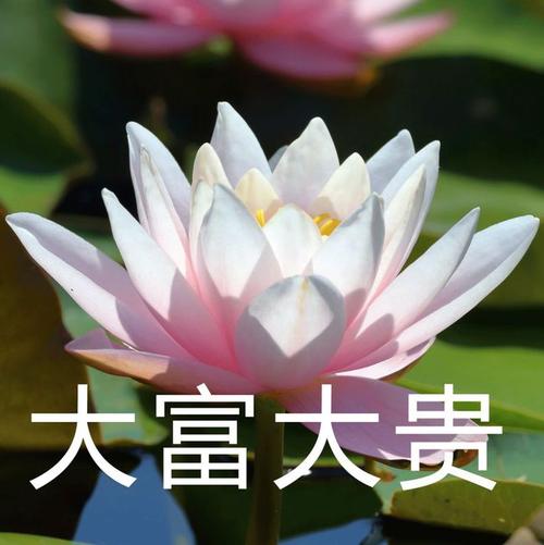 08.19 || 中老年头像