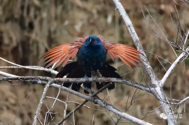 咕咕咕咕红毛鸡