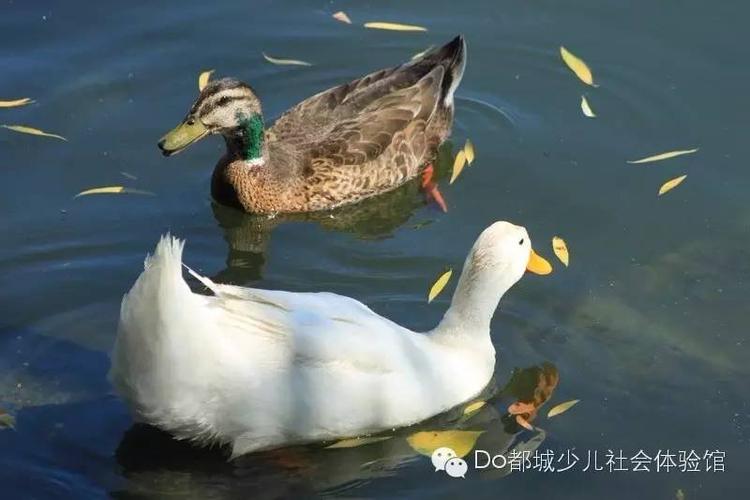 睡了没有|家鸭与野鸭的较量