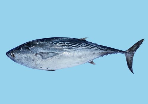 kawa kawa tuna