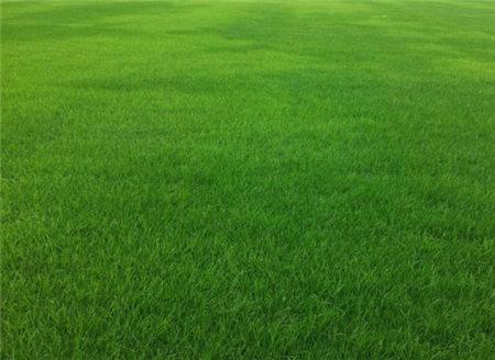 管理润生草坪的有效方法有哪几种