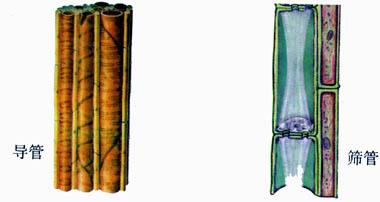 筛管细胞一侧的细胞,叫做伴胞.伴胞具有明显的细胞核和丰富的细胞质.