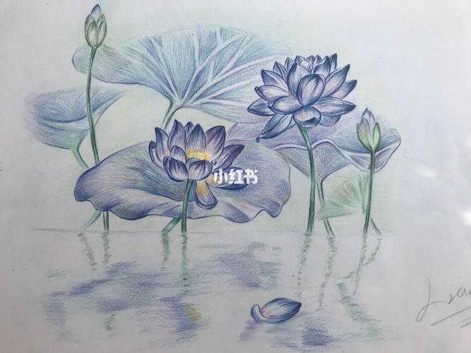 彩铅画 古风 荷花969696_古风_彩铅_简笔画_简笔画教程_影视