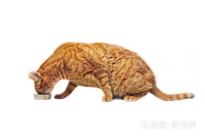 姜猫吃出来的食物盘侧视图孤立在白色上.