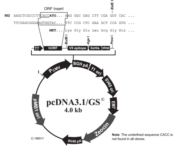 pcdna3.1/gs 质粒图谱