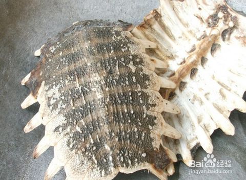 4  驱虫: 有时家里的米经常有虫子光顾,那么,放点风干的甲鱼壳吧