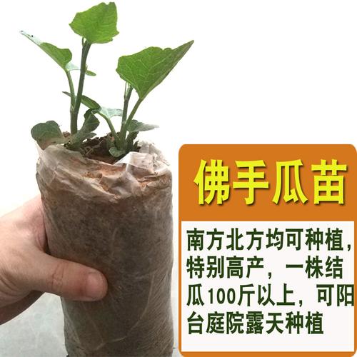 高产佛手瓜种苗春季夏季种植佛手瓜芽种子苗阳台庭院田园易种秧苗