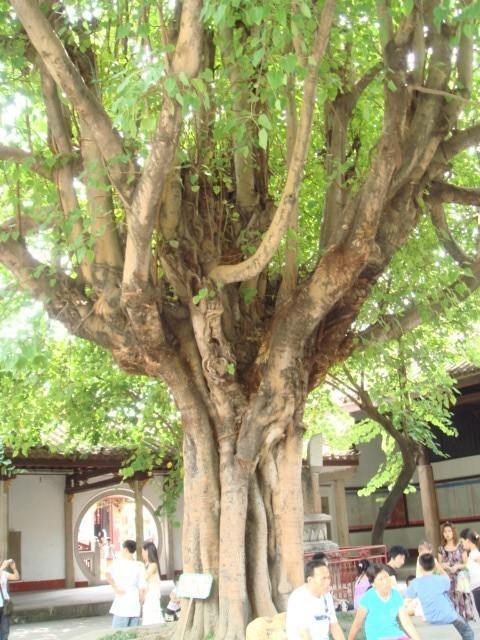 菩提树是什么树?