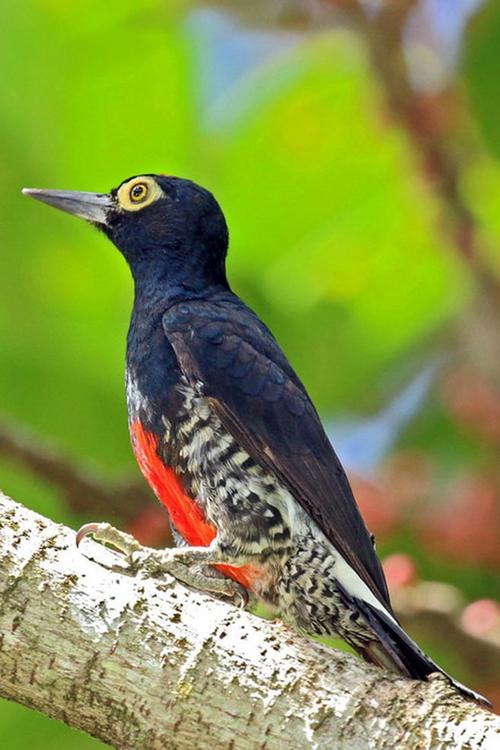 鴷形目·啄木鸟科·食果啄木鸟属:黄须啄木鸟