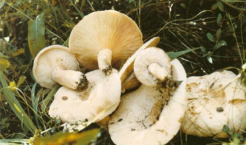 野生白乳羊脂菌辣味乳菇白奶浆菌板栗菌绒白乳菇石灰菌干货土特产