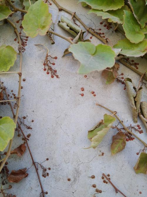 《爬山虎的脚》教学随笔