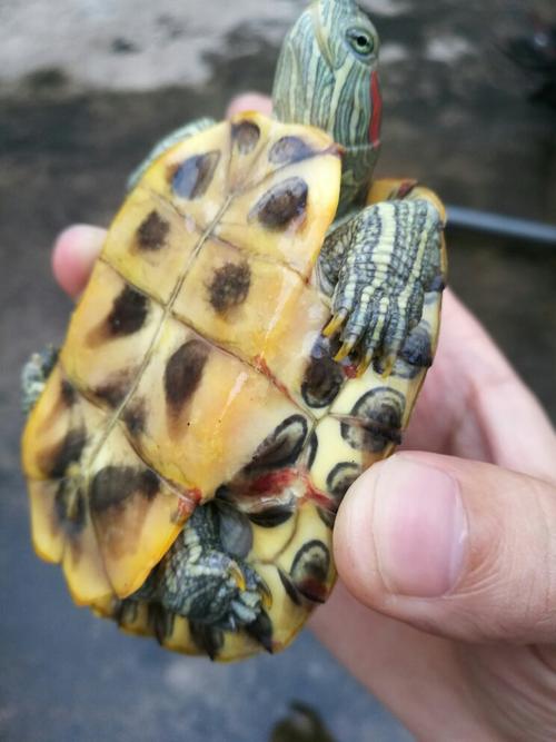 巴西龟身上有红斑是怎么回事