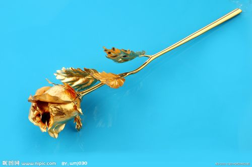 金玫瑰图片