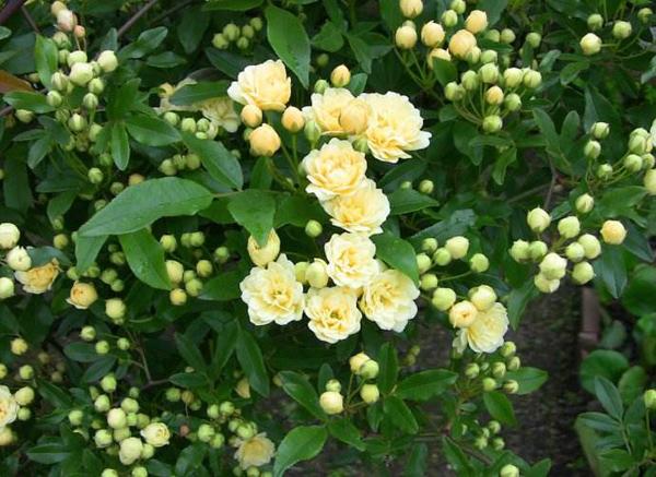 木香花的寓意和象征