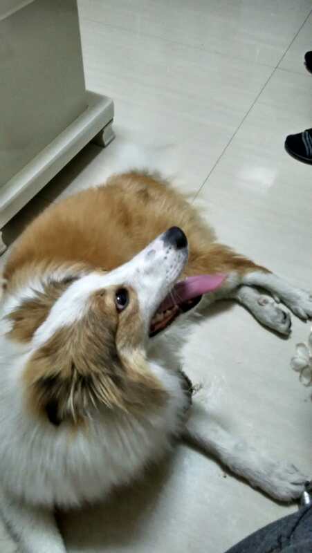 黄白色的狗这是什么狗 谢谢
