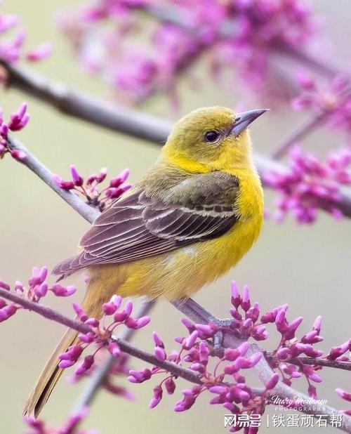 一组漂亮的鸟类摄影组图