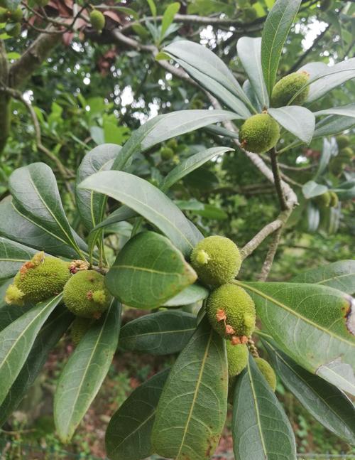 梅农应该及时筛选开花杨梅