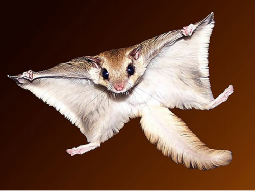 因叫声似鸟,身长羽翼而被称"寒号鸟",其实它是哺乳动物