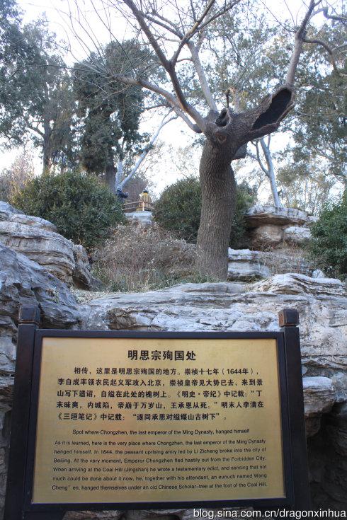 景山公园歪脖子树(组照)