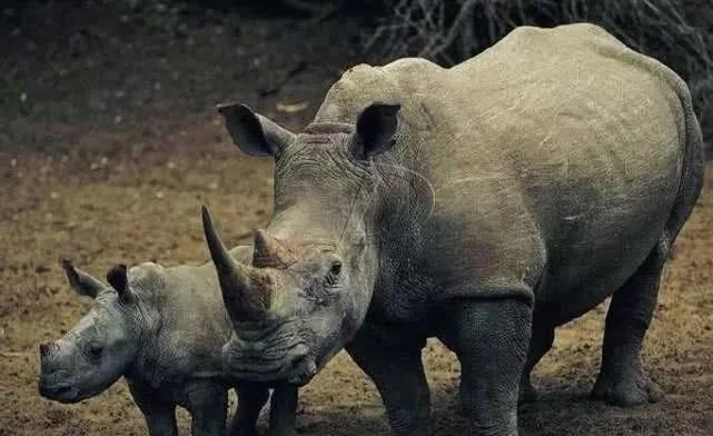 最后一只苏门答腊犀牛死亡,全球仅剩不超80只!