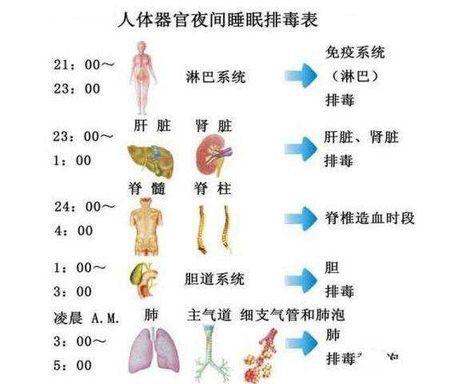 人体24小时经络排毒时间?