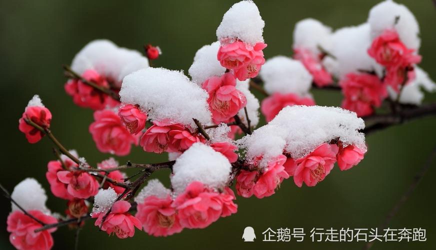 君看天际新红日催醒冬梅第一枝