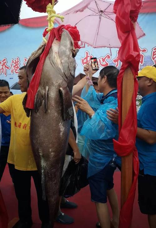 2019年北海"鱼王"诞生!