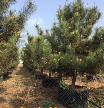 油松一级精品上市促销容器苗木地栽价格可视频看树