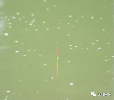 我们一旦发现鱼星,就要紧盯水面,此时浮漂会有所反应,比如突然出现黑