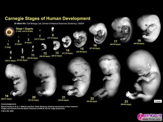 狗宝宝在狗妈妈肚子里是什么样子的谁有图片吗?是卷缩