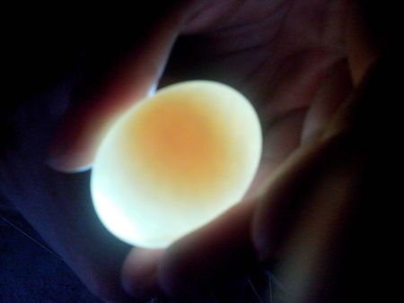 我的这个鸽子蛋孵了9天了!昨天照蛋 就是这个样子 还能出儿鸽吗?