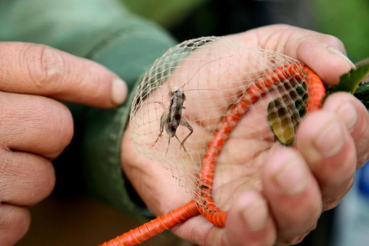 山东泰安:村民捉蟋蟀致富 月收入一万五以上