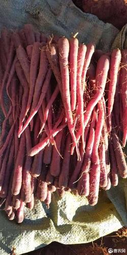 紫胡萝卜
