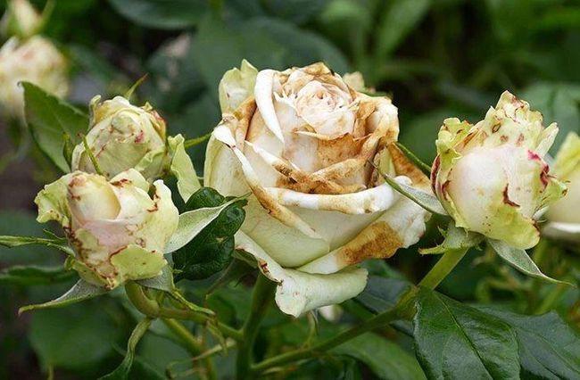 月季花刚开就蔫了,怎么回事?做好这三点,安心赏花!