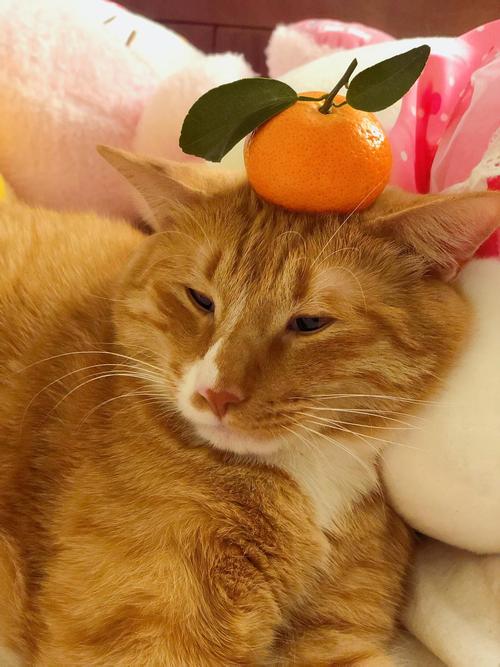 猪年,就要大橘大利!