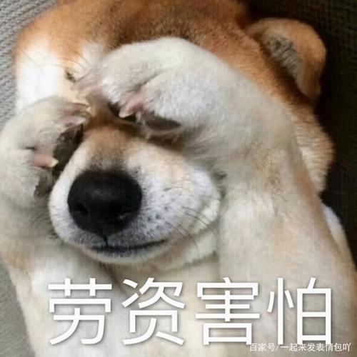 又萌又魔性的动物表情包即将来袭,你准备好接收了吗?