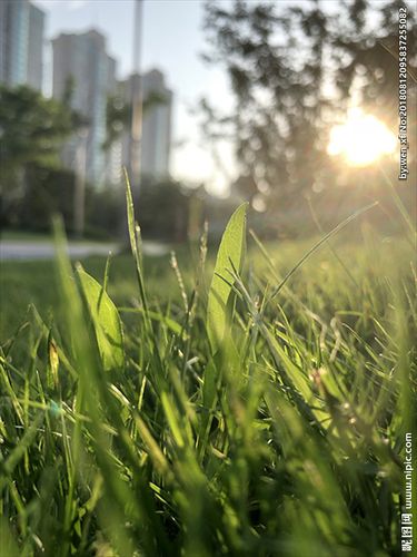 草地 早晨 晨光 绿地 绿化摄影图__自然风景_自然景观_摄影图库_昵图
