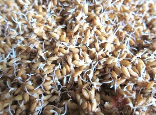 催芽器催出的谷芽,发芽率93.8%