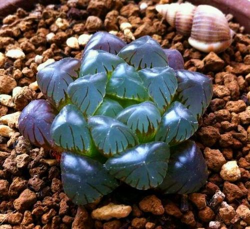 满额包邮多肉植物【进口冰灯玉露】进口稀有肉肉阳台奇趣迷你绿植