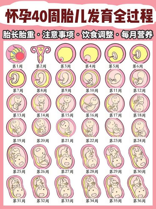 比起一个已经长了40天的胎儿,早产儿总会让妈妈们觉得宝宝有先天不足