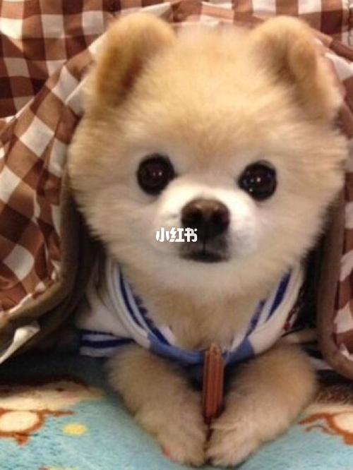 这就是小狗的样子_狗狗_宠物_狗