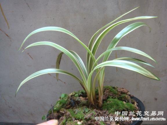 峨眉弦一发二自然苗 - 中国兰花交易网