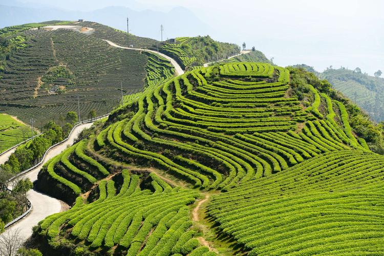 茶山的梯田里,茶树大多是规则地一字成排.